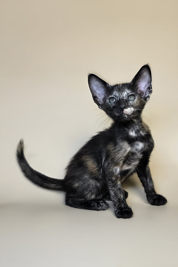 Esmeralda | Oriental Shorthair Kitten