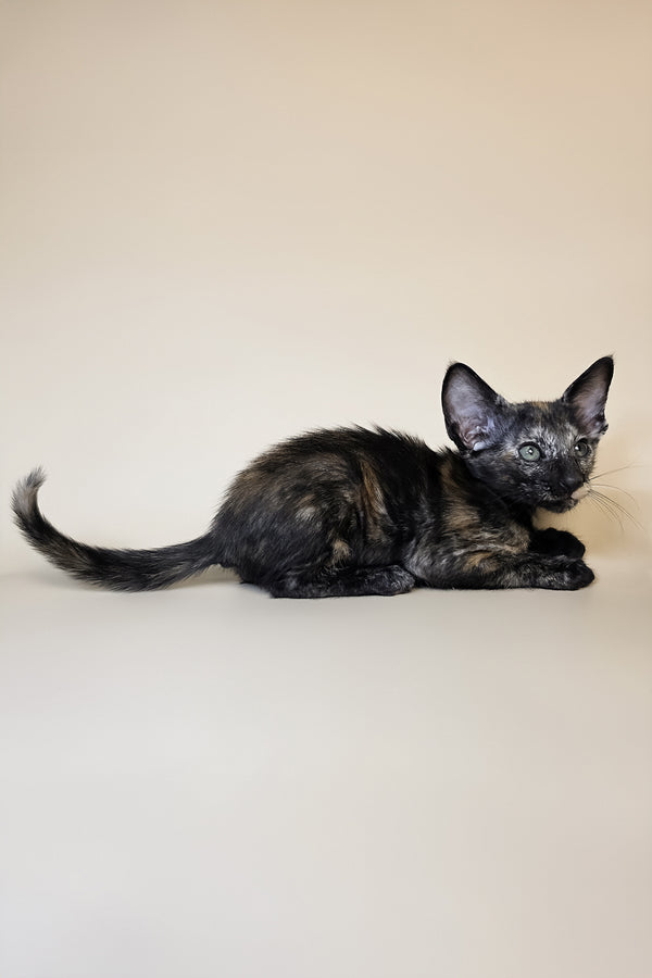 Esmeralda | Oriental Shorthair Kitten