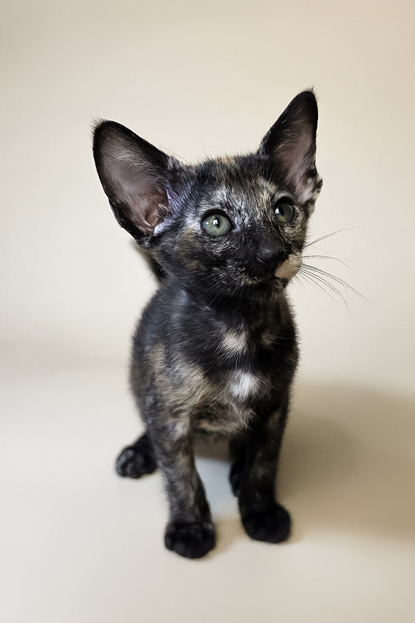 Esmeralda | Oriental Shorthair Kitten