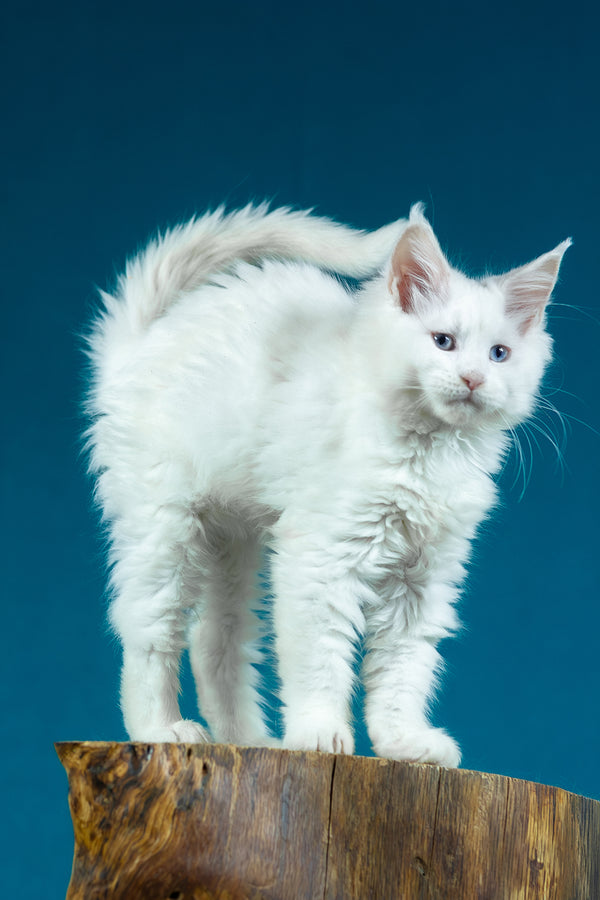 Estee | Maine Coon Kitten
