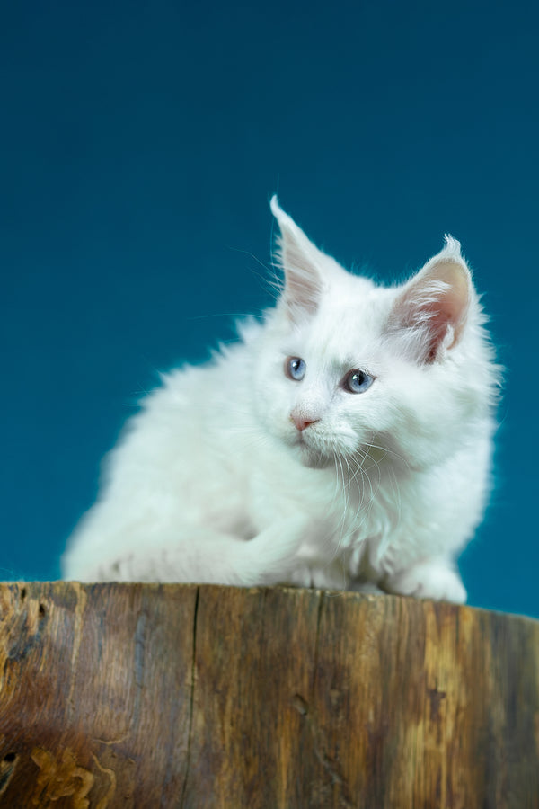 Estee | Maine Coon Kitten