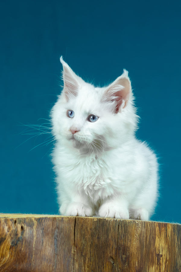 Estee | Maine Coon Kitten