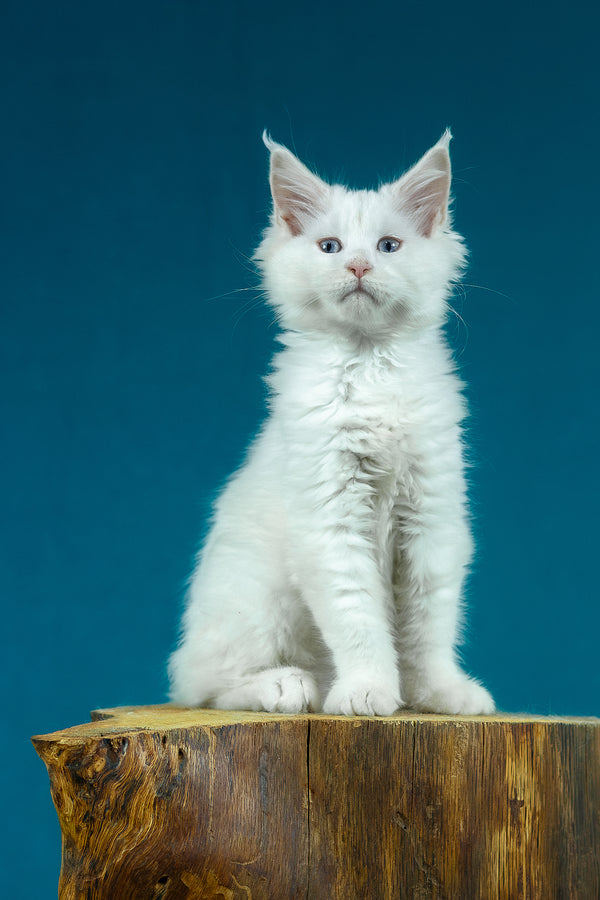 Estee | Maine Coon Kitten