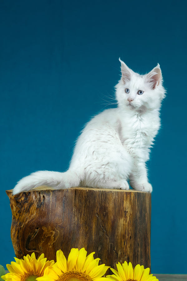 Estee | Maine Coon Kitten