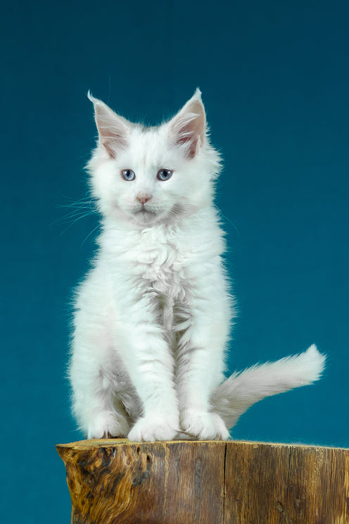 Estee | Maine Coon Kitten