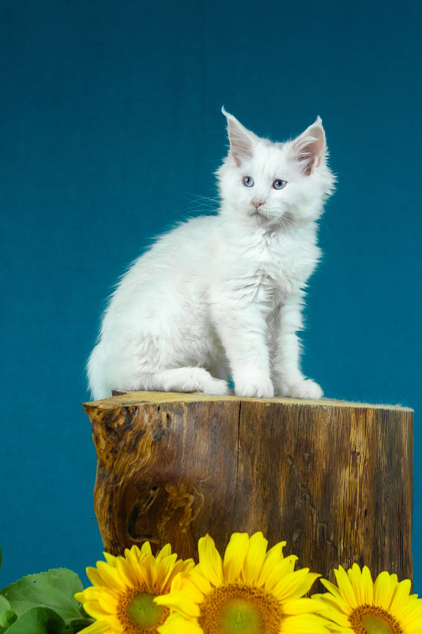 Estee | Maine Coon Kitten