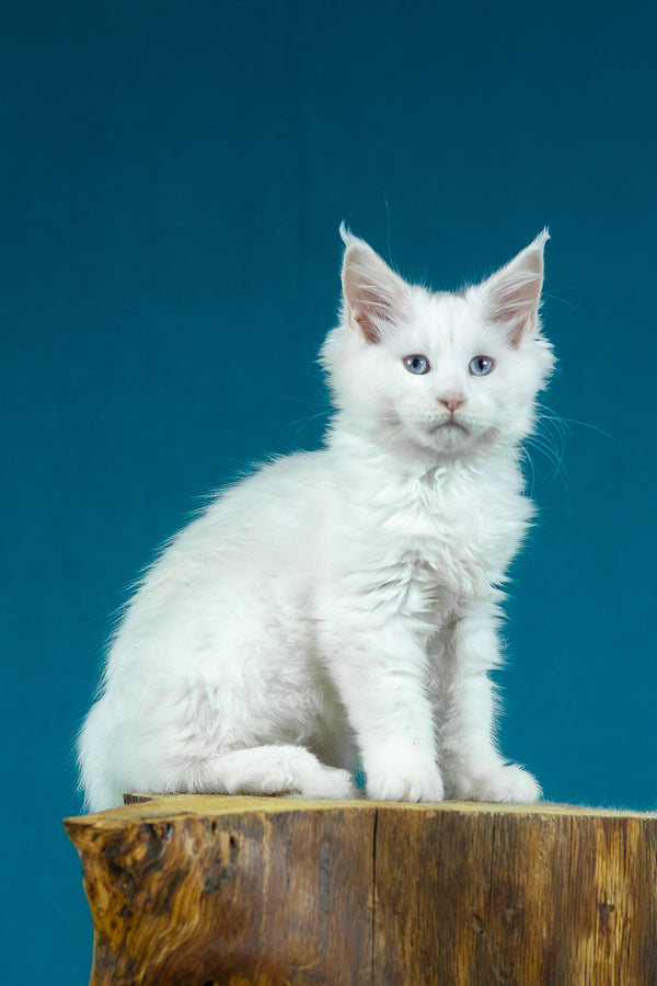 Estee | Maine Coon Kitten