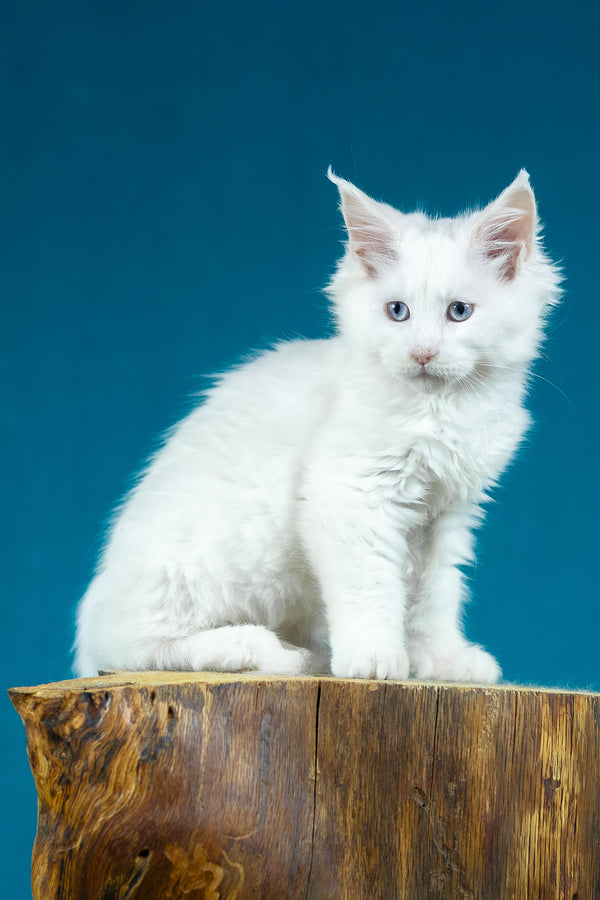 Estee | Maine Coon Kitten