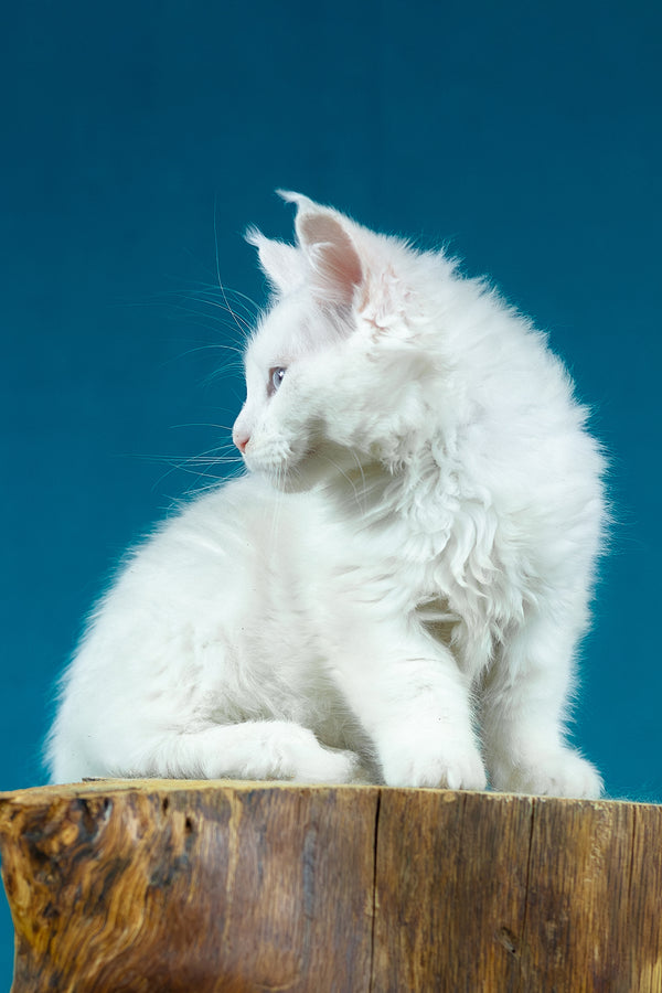 Estee | Maine Coon Kitten
