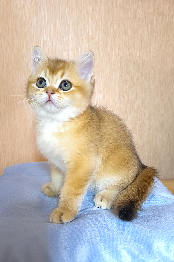 Estee | British Shorthair Kitten