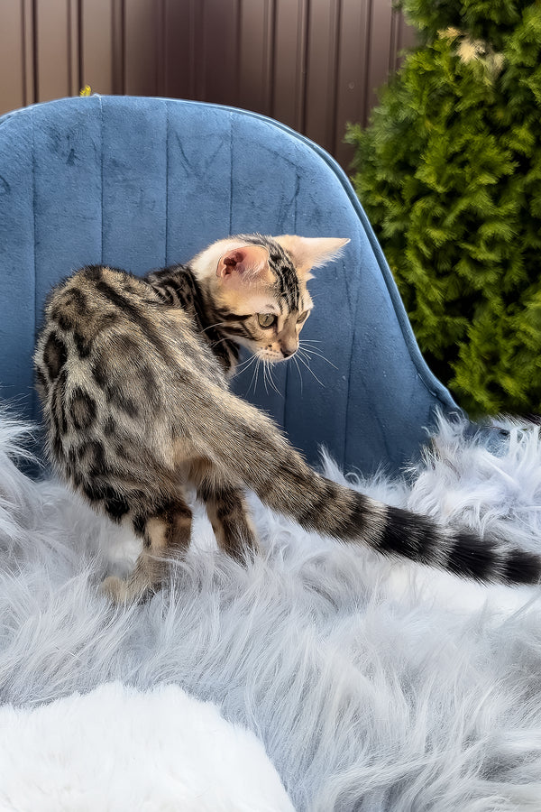 Esther | Bengal Kitten