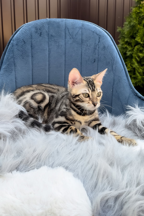 Esther | Bengal Kitten