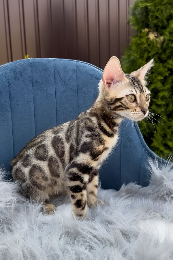 Esther | Bengal Kitten
