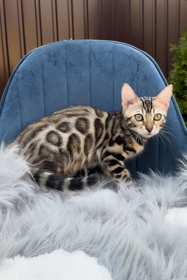 Esther | Bengal Kitten
