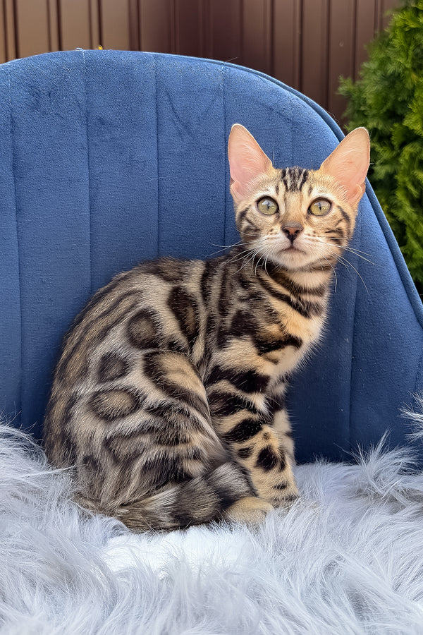 Esther | Bengal Kitten