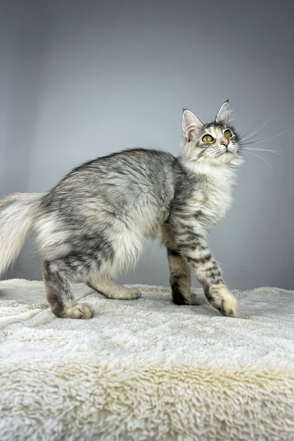 Adopt Eva, Your Maine Coon Kitten Today Love Awaits Purebred Kitties