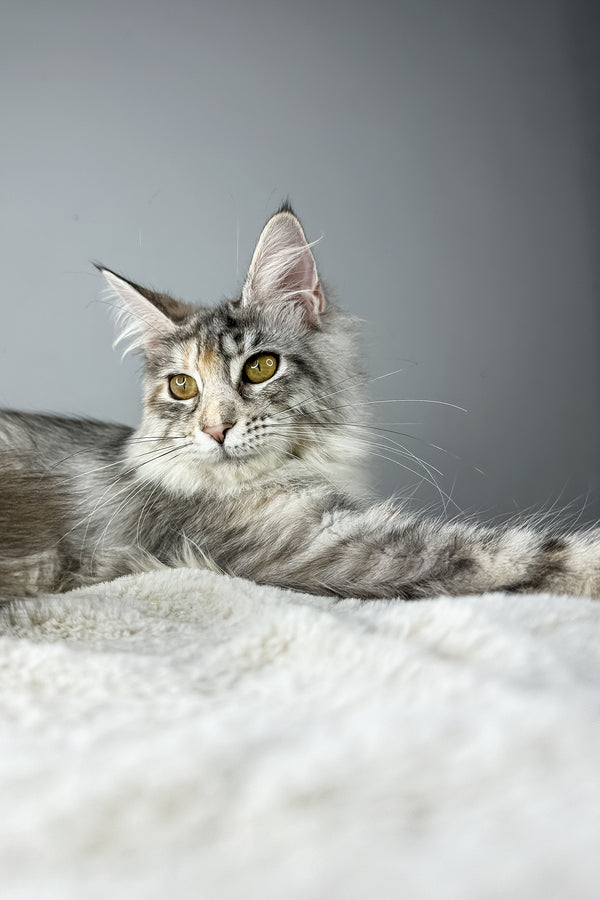 Adopt Eva, Your Maine Coon Kitten Today Love Awaits Purebred Kitties