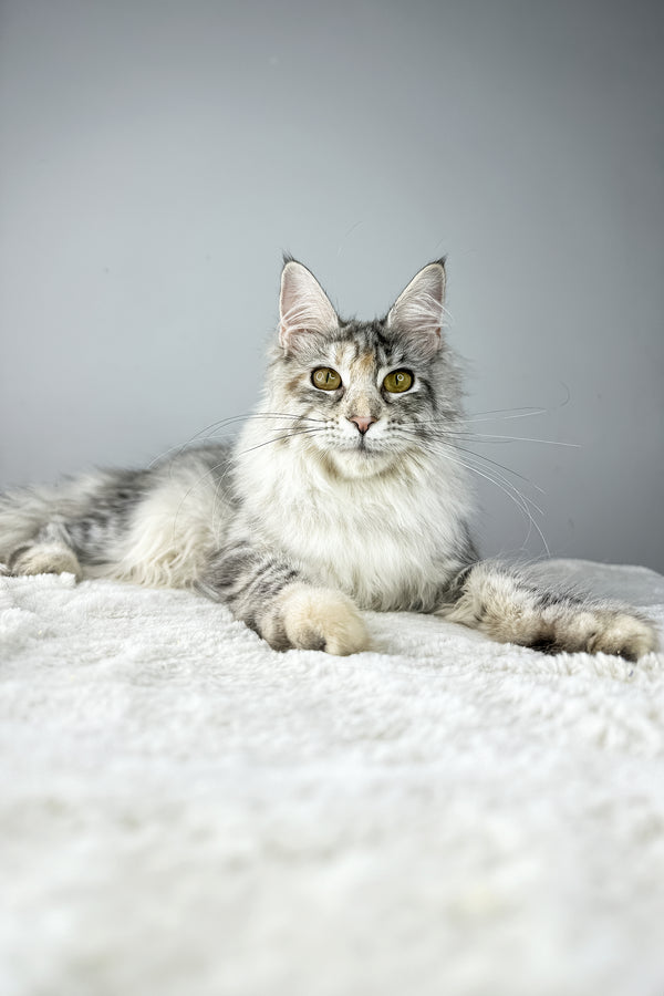 Eva | Maine Coon Kitten