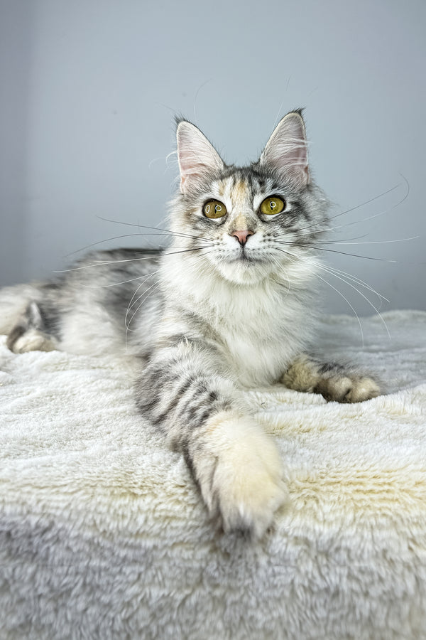 Eva | Maine Coon Kitten