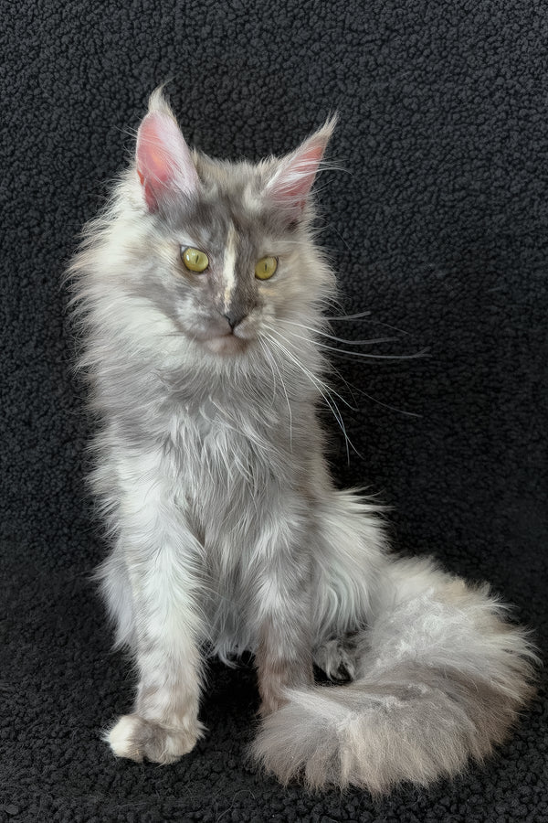 Eva | Maine Coon Kitten