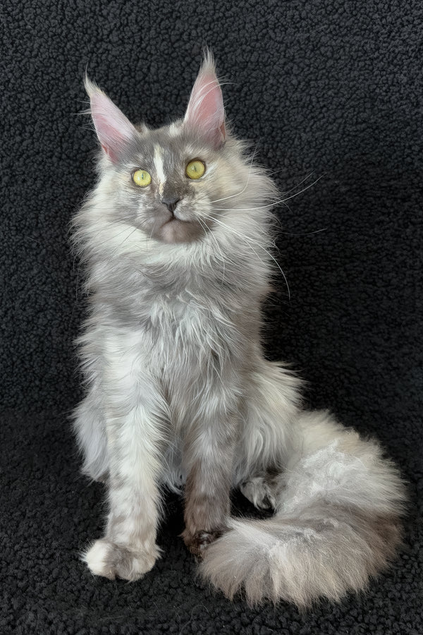 Eva | Maine Coon Kitten