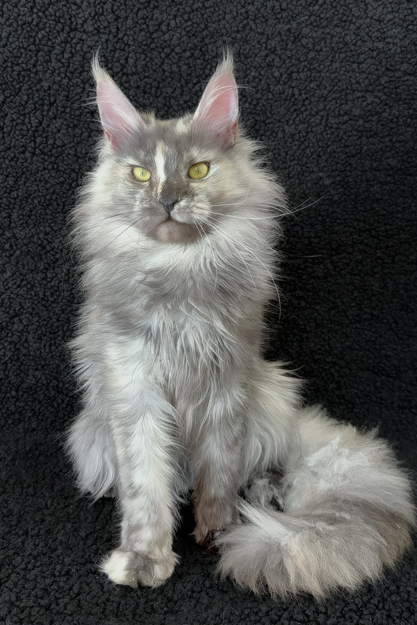 Eva | Maine Coon Kitten