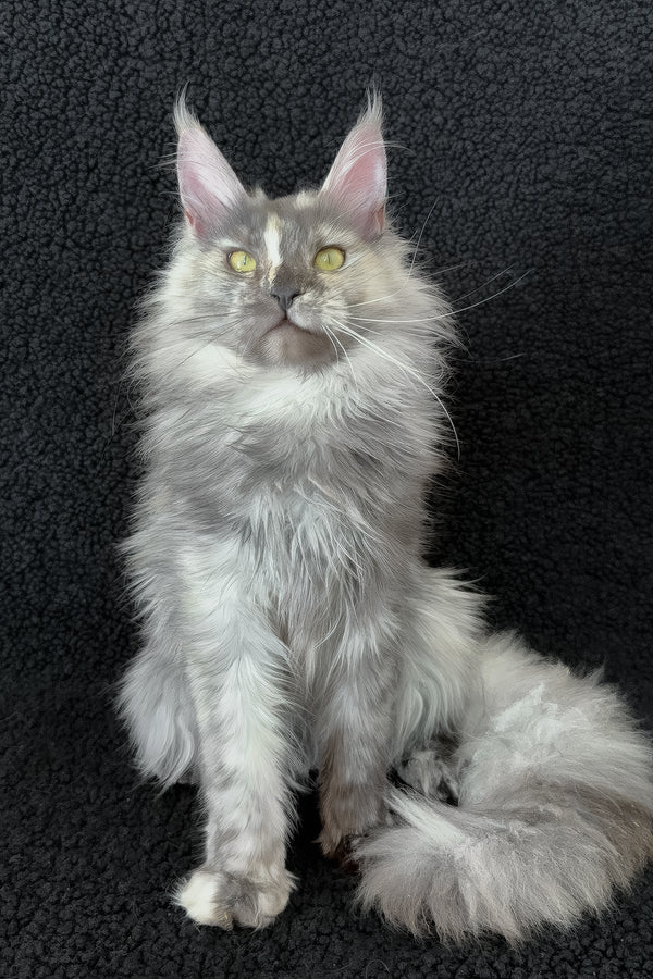 Eva | Maine Coon Kitten