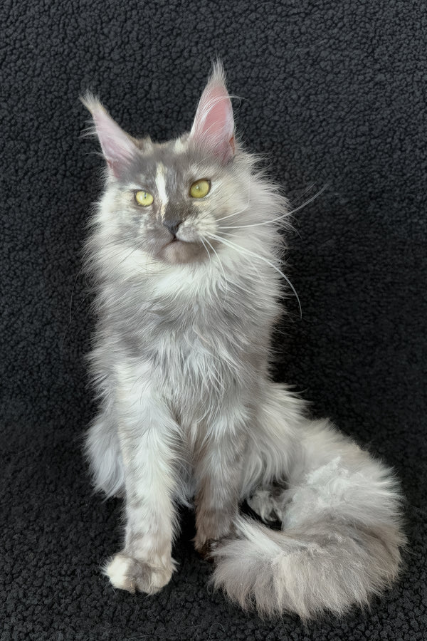 Eva | Maine Coon Kitten
