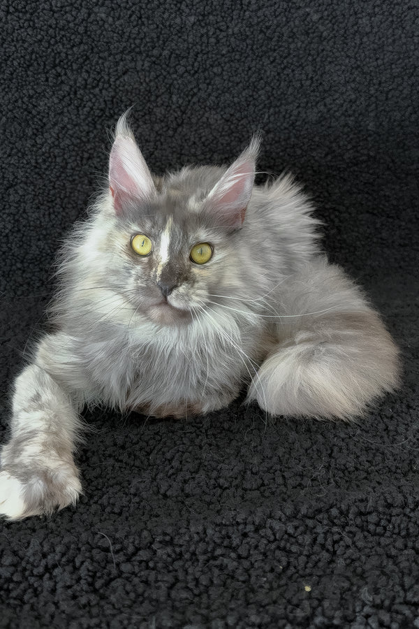 Eva | Maine Coon Kitten
