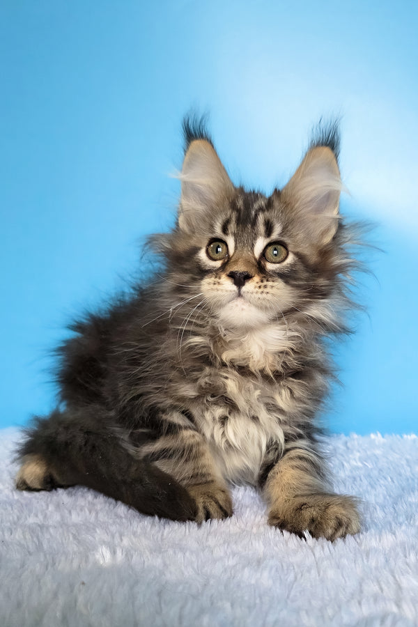 Eve | Maine Coon Kitten