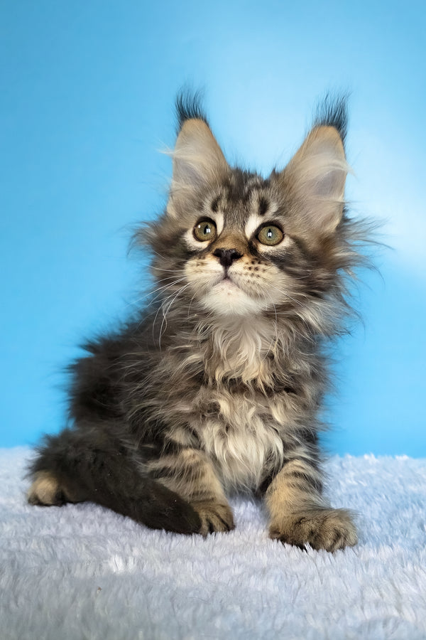 Eve | Maine Coon Kitten