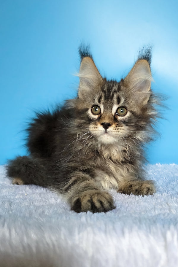 Eve | Maine Coon Kitten