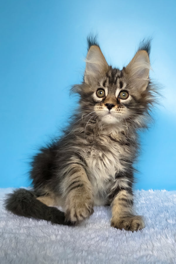 Eve | Maine Coon Kitten
