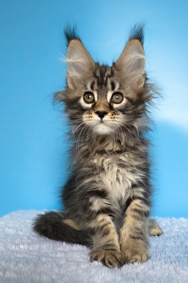 Eve | Maine Coon Kitten