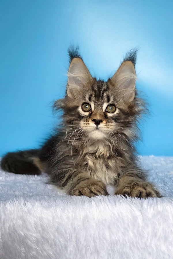 Eve | Maine Coon Kitten