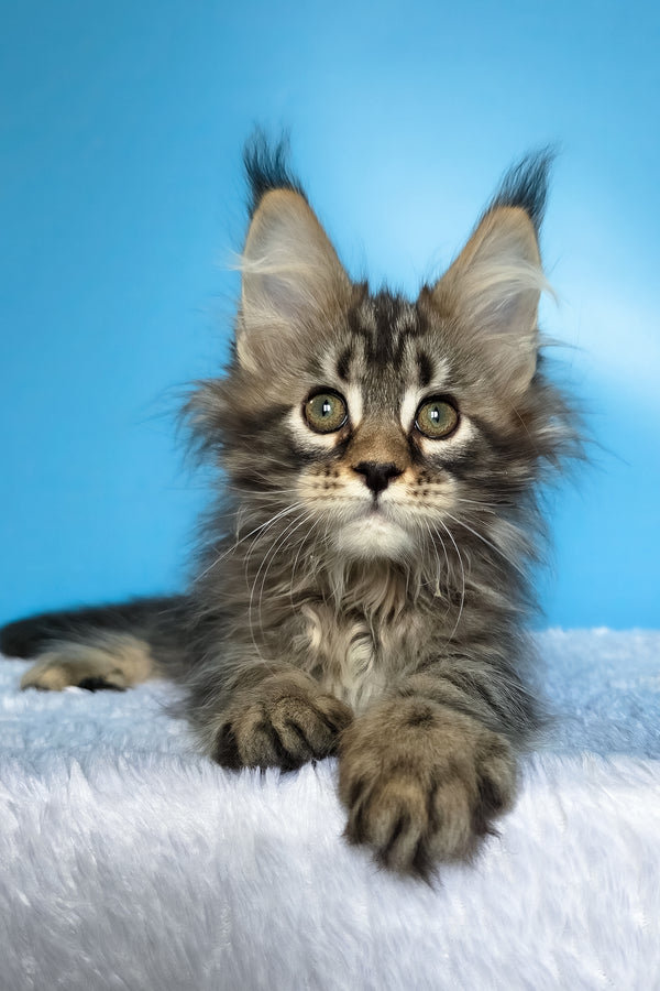 Eve | Maine Coon Kitten