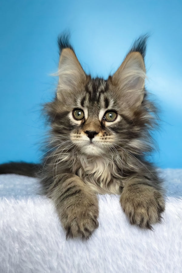 Eve | Maine Coon Kitten