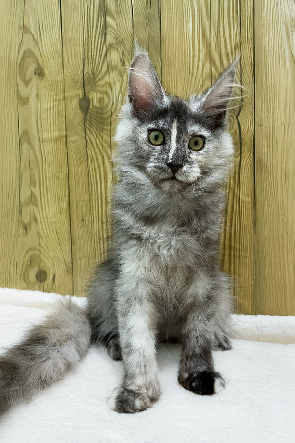 Eva | Maine Coon Kitten