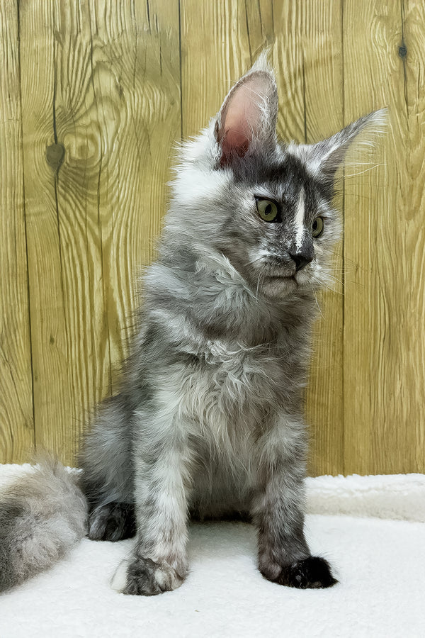 Eva | Maine Coon Kitten