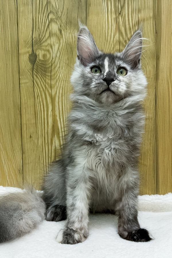 Eva | Maine Coon Kitten