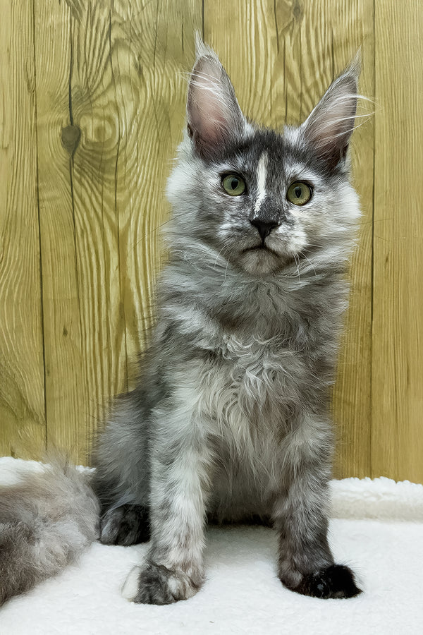 Eva | Maine Coon Kitten