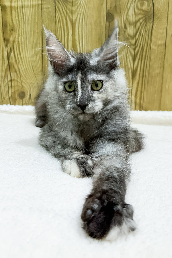 Eva | Maine Coon Kitten