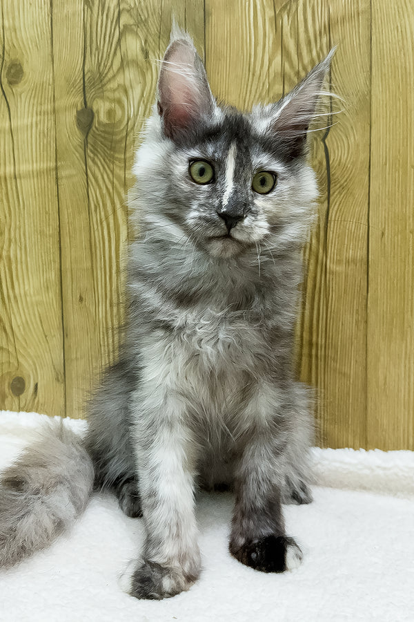 Eva | Maine Coon Kitten