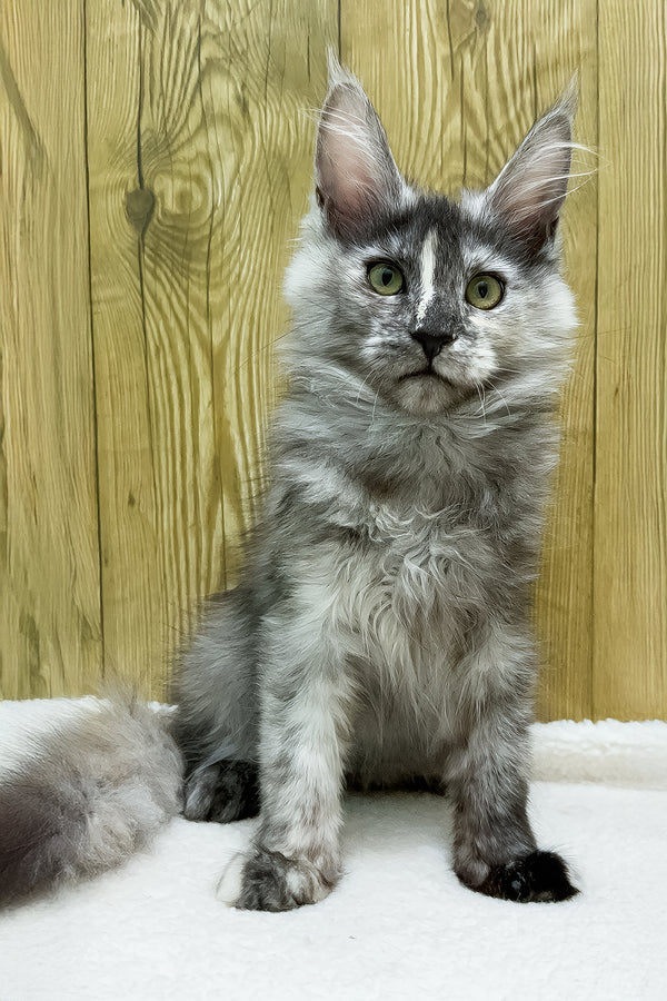 Eva | Maine Coon Kitten