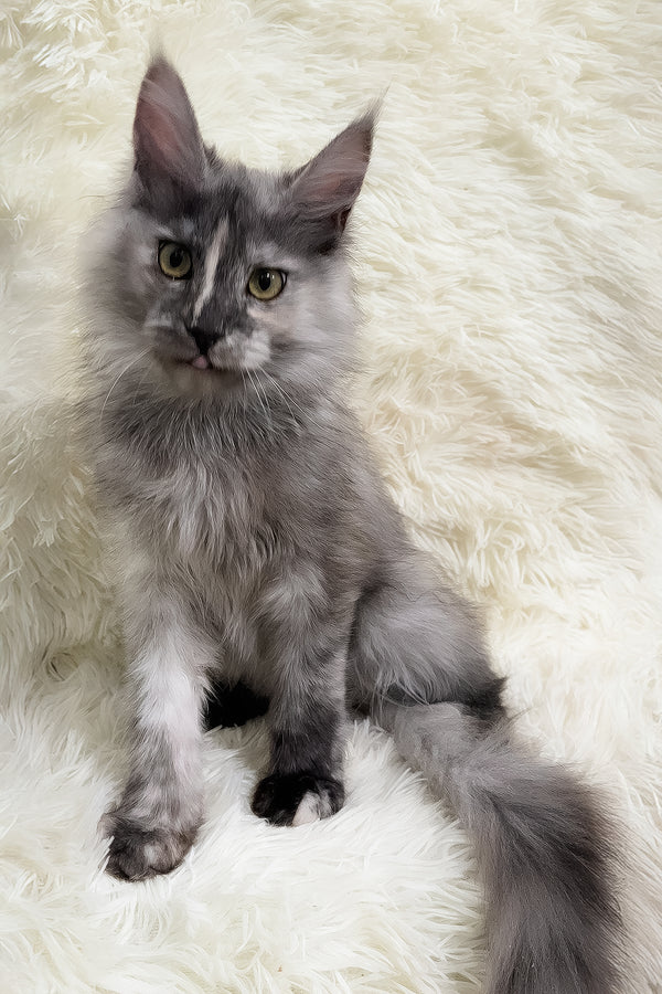 Eva | Maine Coon Kitten