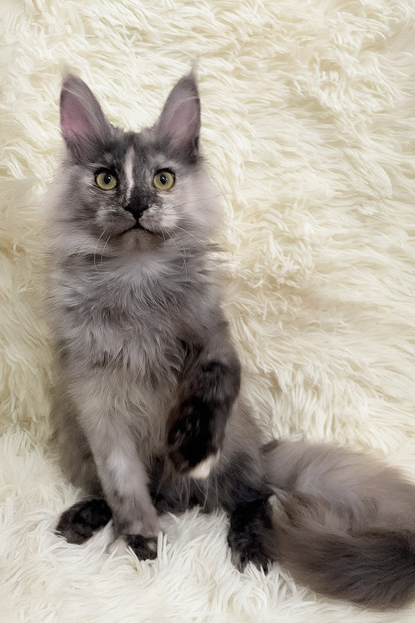Eva | Maine Coon Kitten