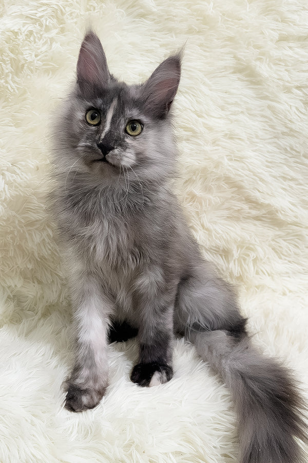 Eva | Maine Coon Kitten