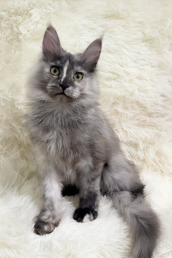 Eva | Maine Coon Kitten