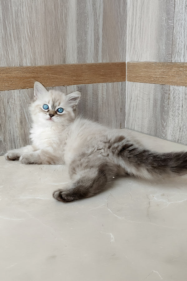 A fluffy silver tabby siberian kitten with striking blue eyes lounging on a tiled floor named evita