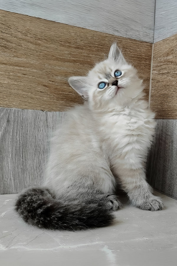 A fluffy silver tabby siberian kitten with striking blue eyes and a dark gray tail sitting against a wood and gray tiled backdrop